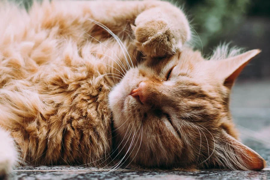 Funny Cat Tree for Small Cats